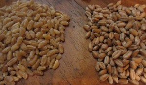 Шлифованная Арнаутка, сколько варить шлифованную пшеницу.