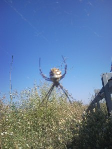 Красивый паук которого я увидел в Крыму, пауки крыму.