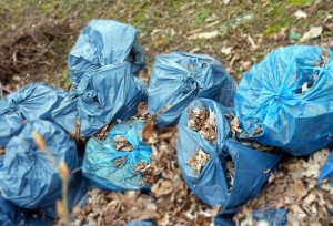 bags-of-blue-garbage-on-lawn-with-leaves
