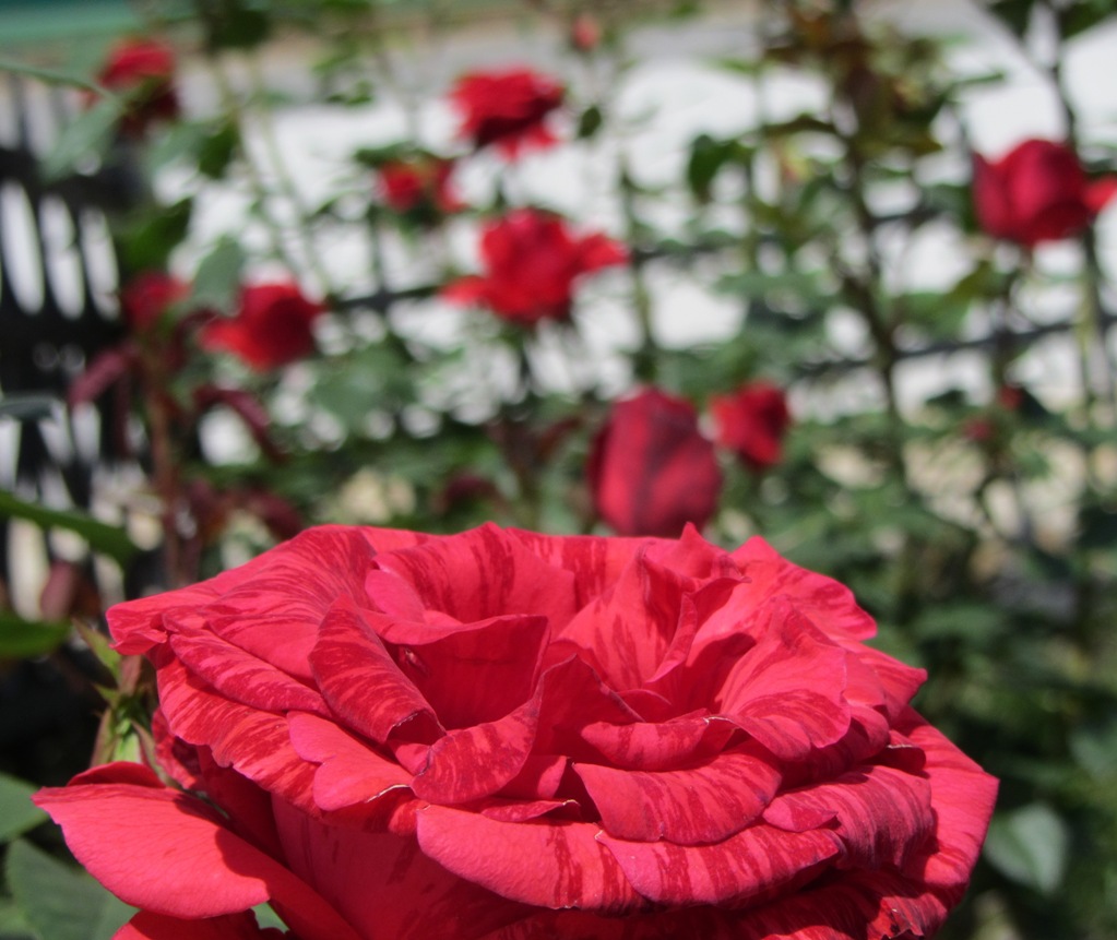 Раза макросъемка, Макросъемка красной розы в саду.
