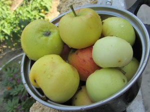 Полезные для здоровья яблоки, яблоки в кастрюле.