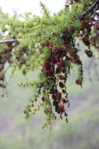 Алханай национальный парк, Природа Алханая, Parque Nacional Alkhanai