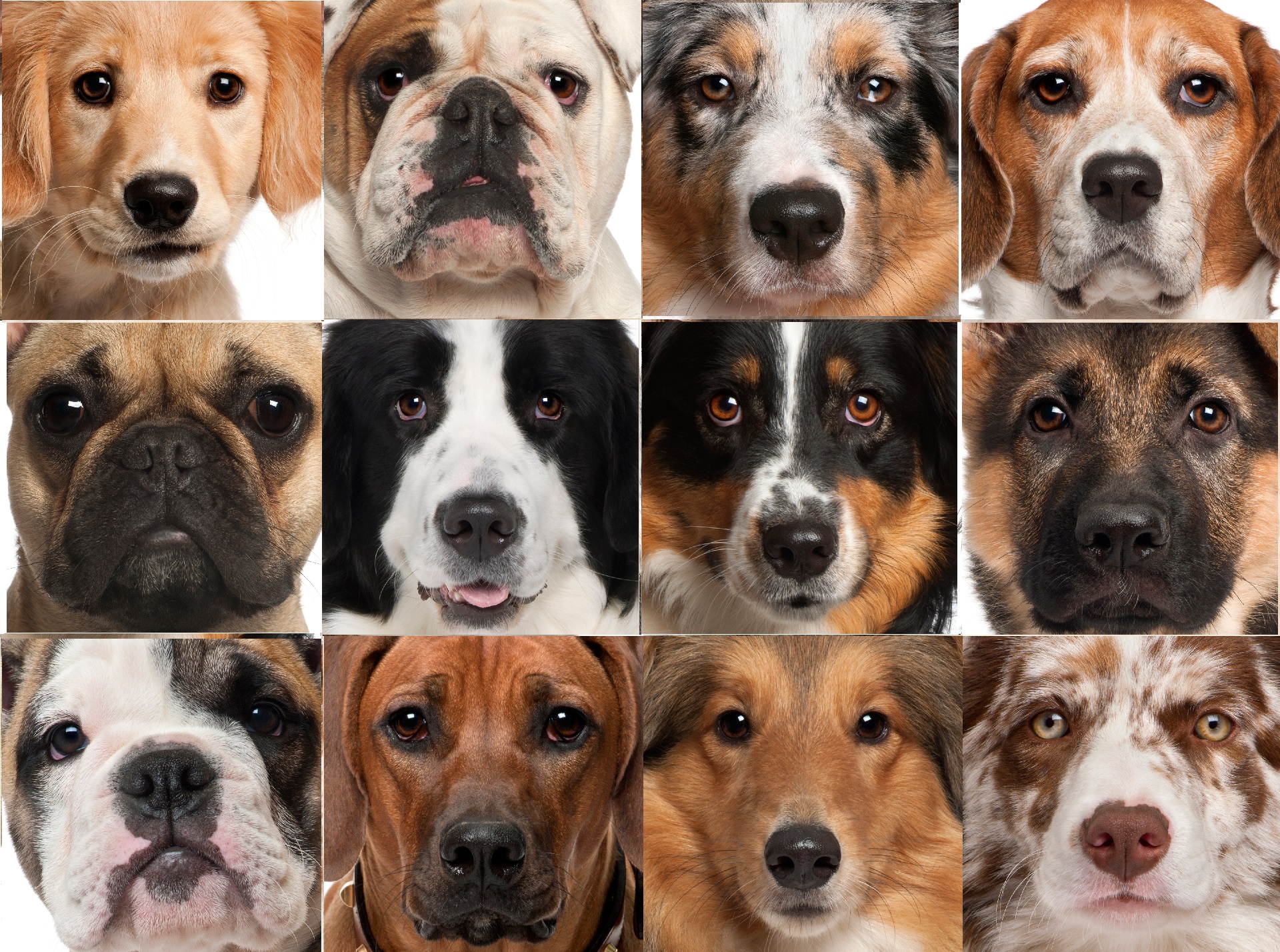 Средние породы собак для квартиры с фотографиями и названиями