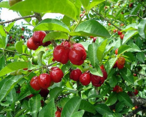 Barbados cherry (acerola)